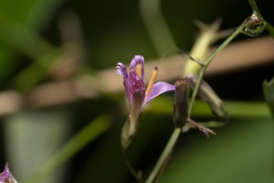 Prenanthes purpurea, photographed by Eleftherios Katsillis