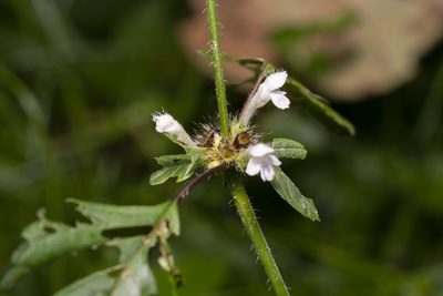 Galeopsis tetrahit, photographed by Eleftherios Katsillis