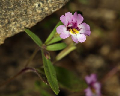 Erythranthe sierrae, photographed by Steve Matson