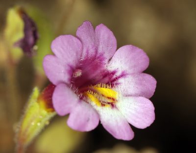 Erythranthe sierrae, photographed by Steve Matson