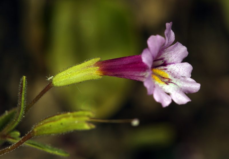 Erythranthe sierrae, photographed by Steve Matson