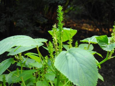 Acalypha persimilis, photographed by Yann Kemper