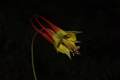 Aquilegia skinneri, photographed by alejandrozab