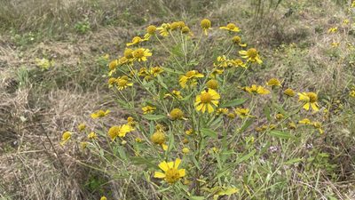 Helenium autumnale, photographed by cjkmorgan