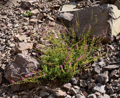 Stachys philippiana, photographed by Nicolás Villaseca Merino