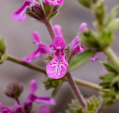 Stachys philippiana, photographed by Nicolás Villaseca Merino