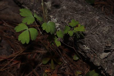 Aquilegia skinneri, photographed by alejandrozab