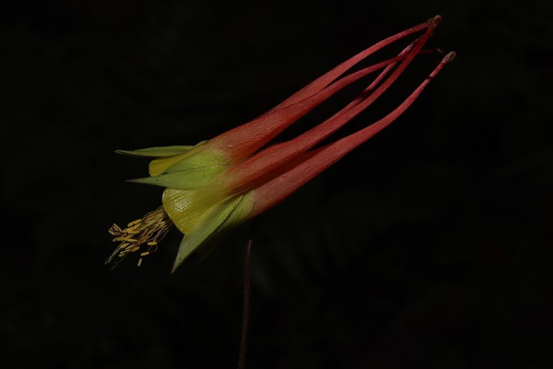 Aquilegia skinneri, photographed by alejandrozab