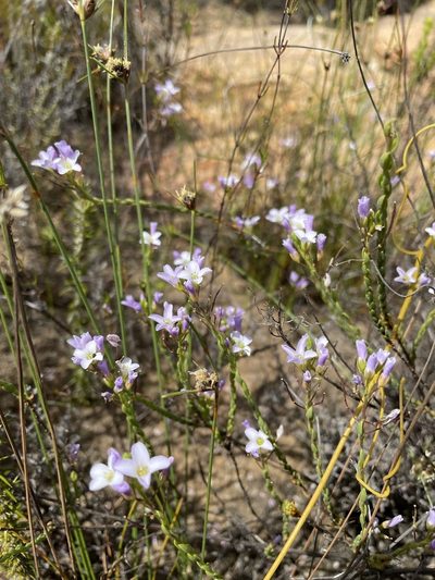 Heliophila dregeana, photographed by Matt Berger