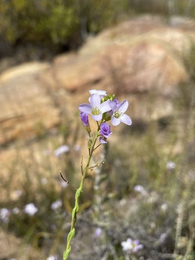 Heliophila dregeana, photographed by Matt Berger