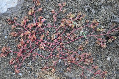Euphorbia vermiculata, photographed by Henry "Nick" Robertson