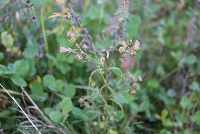 Agalinis tenuifolia, photographed by Henry "Nick" Robertson