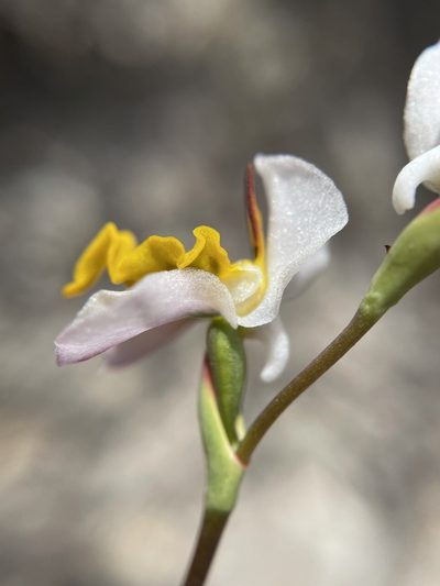 Disa flexuosa, photographed by Matt Berger