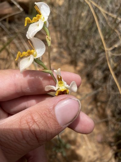 Disa flexuosa, photographed by Matt Berger