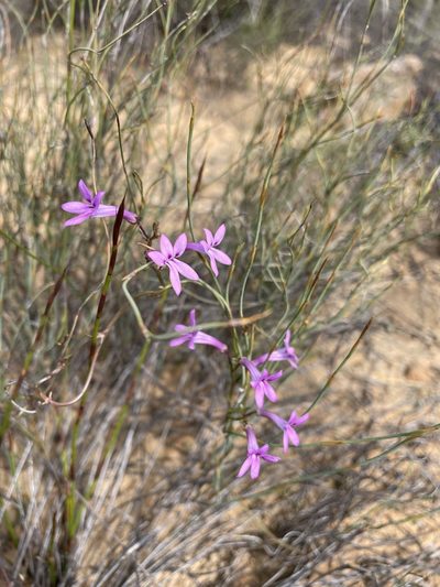 Cyphia banksiana, photographed by Matt Berger