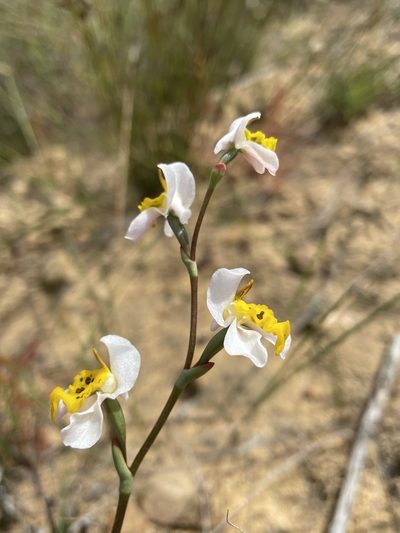 Disa flexuosa, photographed by Matt Berger