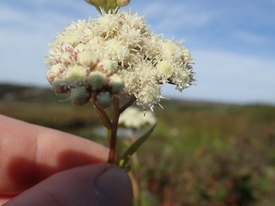 Baccharis glutinosa, photographed by joergmlpts