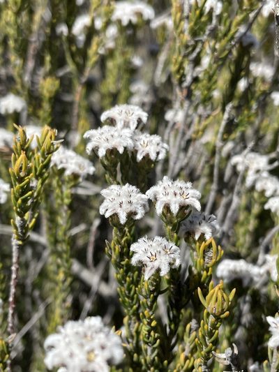 Phylica levynsiae, photographed by Matt Berger