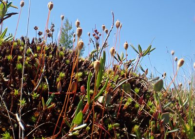 Polytrichum strictum, photographed by Roger Rittmaster
