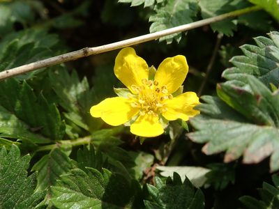 Argentina pacifica, photographed by joergmlpts