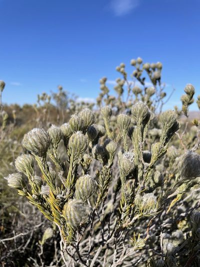 Phylica barbata, photographed by Matt Berger