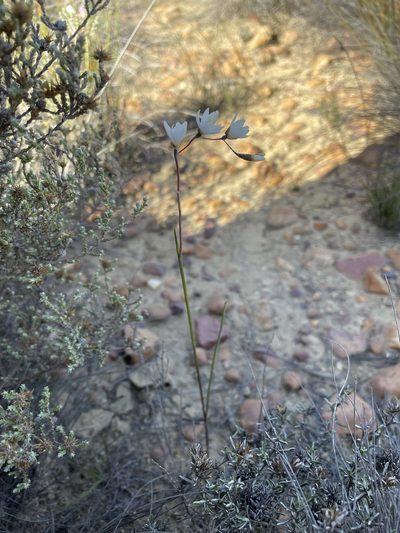 Geissorhiza scillaris, photographed by Matt Berger