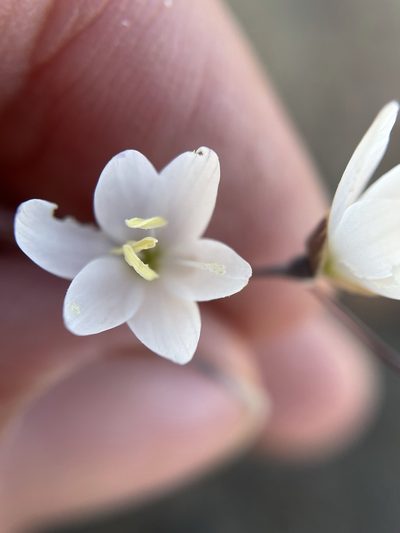 Geissorhiza scillaris, photographed by Matt Berger