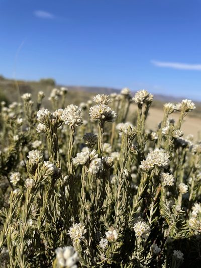 Phylica odorata, photographed by Matt Berger
