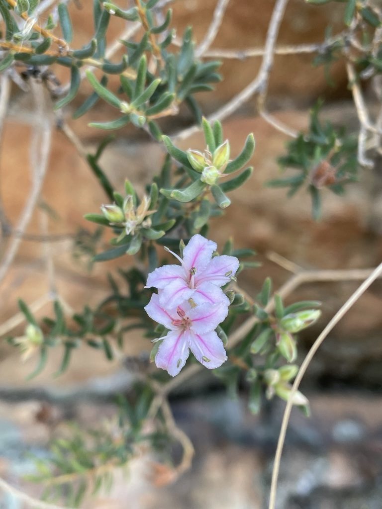 Phyllosma capensis, photographed by Matt Berger