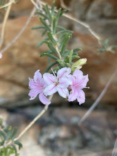 Phyllosma capensis, photographed by Matt Berger