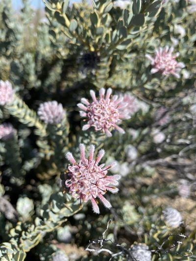 Vexatorella amoena, photographed by Matt Berger