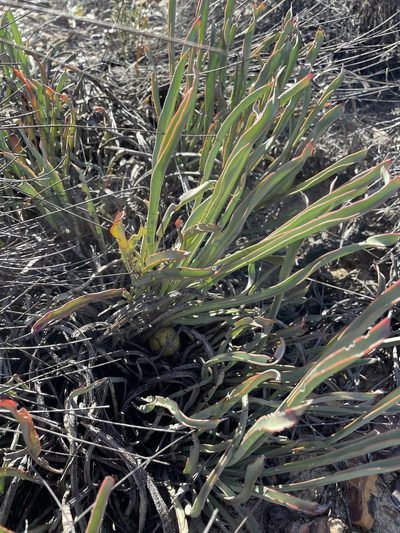 Protea revoluta, photographed by Matt Berger