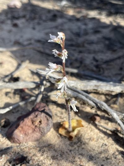 Holothrix aspera, photographed by Matt Berger