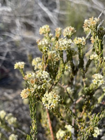 Phylica villosa, photographed by Matt Berger