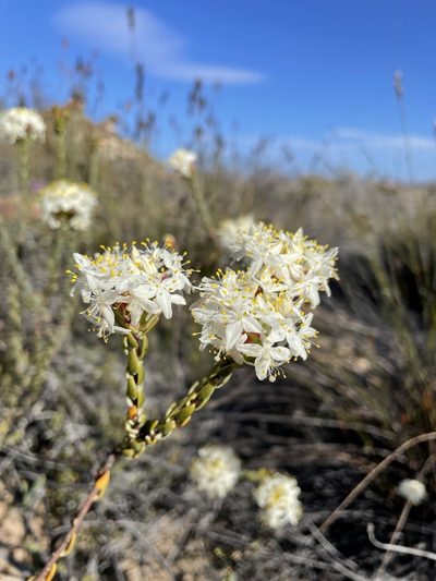 Lachnaea filamentosa, photographed by Matt Berger