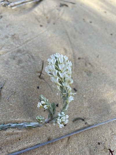 Dischisma tomentosum, photographed by Matt Berger