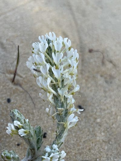 Dischisma tomentosum, photographed by Matt Berger