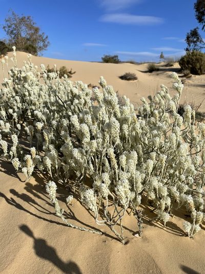 Dischisma tomentosum, photographed by Matt Berger