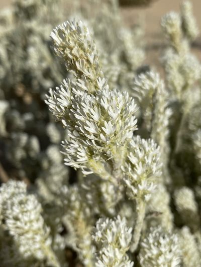 Dischisma tomentosum, photographed by Matt Berger