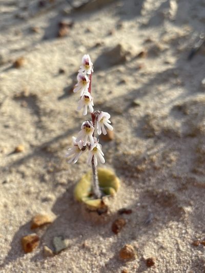 Holothrix aspera, photographed by Matt Berger