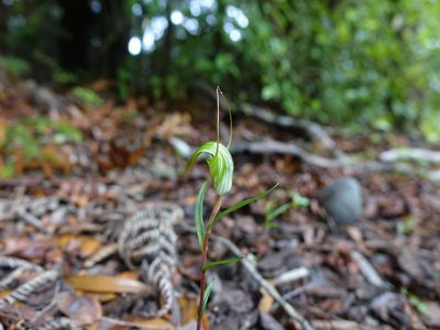 Pterostylis brumalis, photographed by Jacqui Geux