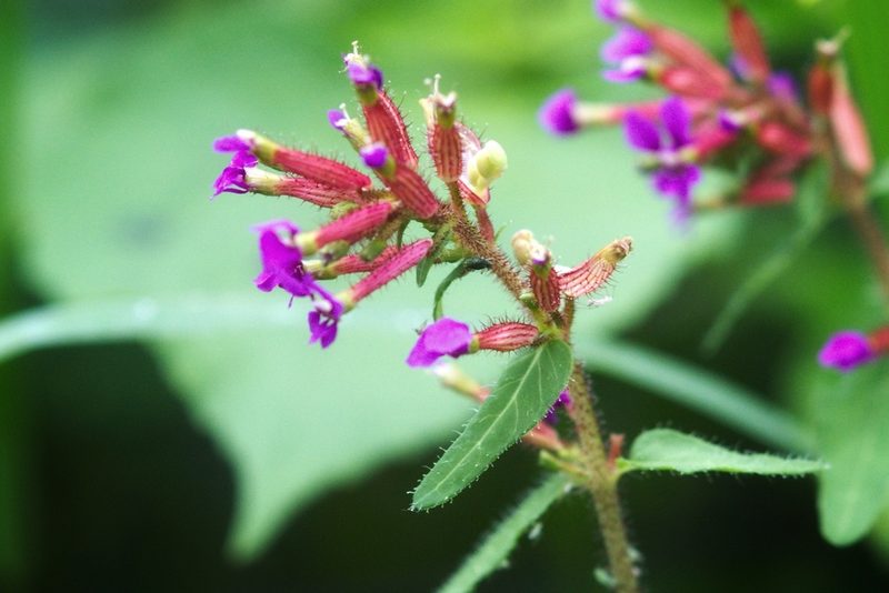 Cuphea wrightii, photographed by adel-fridus