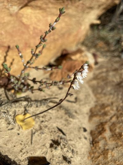 Holothrix aspera, photographed by Matt Berger