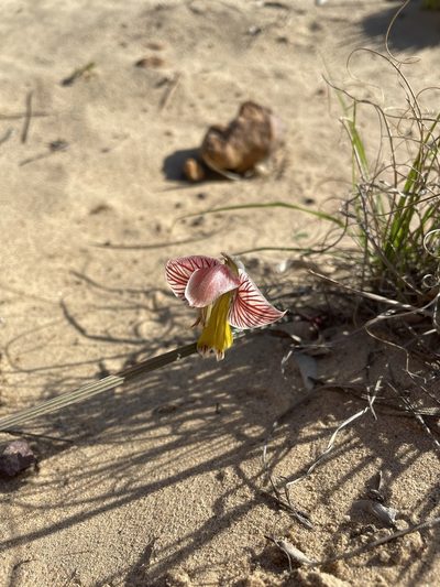 Gladiolus watermeyeri, photographed by Matt Berger