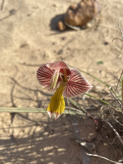 Gladiolus watermeyeri, photographed by Matt Berger