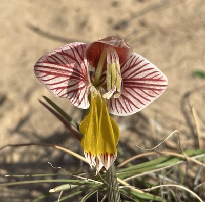 Gladiolus watermeyeri, photographed by Matt Berger