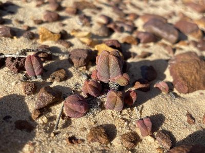 Crassula pyramidalis, photographed by Matt Berger