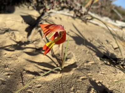 Gladiolus alatus, photographed by Matt Berger