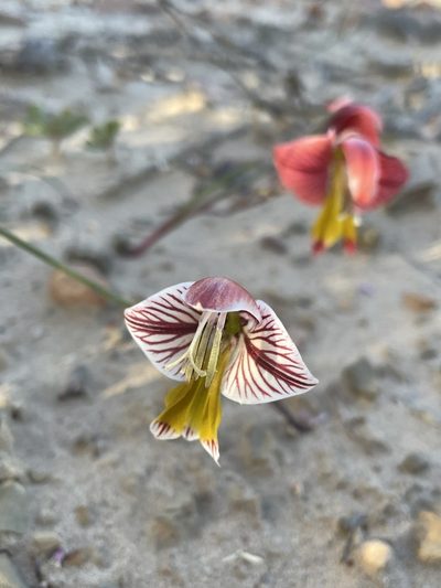 Gladiolus watermeyeri, photographed by Matt Berger