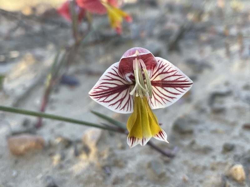 Gladiolus watermeyeri, photographed by Matt Berger
